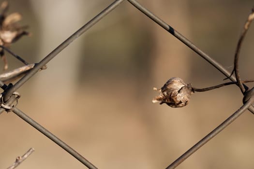 Dried flower on a wire fence. A dried bud with a brown background and partly a hexagon wire fence.