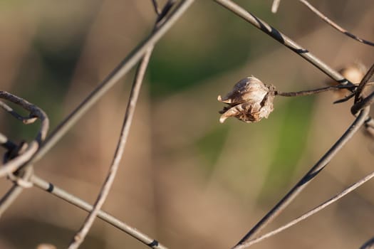 Dried flower on a wire fence. A dried bud with a brown background and partly a hexagon wire fence.