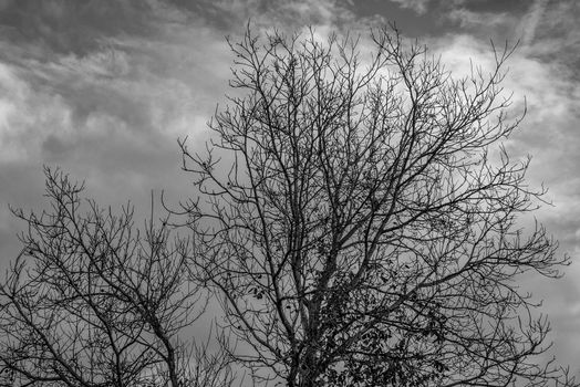 Bare tree canopy, black & white. Tree canopy with dramatic clouds in the background. The picture gives off a feeling of cold and sadness.

