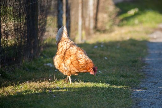 The hen by the road is looking for food. European homemade brown hen. the hen along the road feeds on grass, worms and everything else they have in the grass.