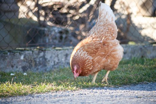 The hen by the road is looking for food. European homemade brown hen. the hen along the road feeds on grass, worms and everything else they have in the grass.