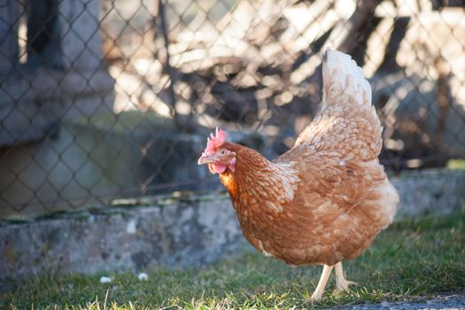 The hen by the road is looking for food. European homemade brown hen. the hen along the road feeds on grass, worms and everything else they have in the grass.