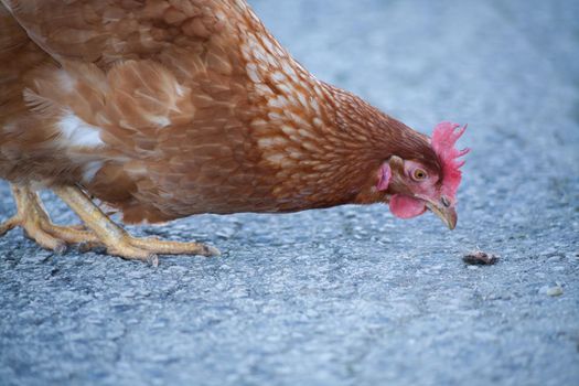 A hen on the road is picking up food. European homemade brown hen. The hen along the road feeds on grass, worms and everything else they have in the grass.
