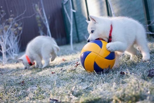 White husky puppy plays a big ball in the park in the winter morning. Close up.