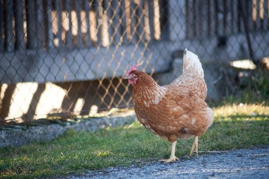 The hen by the road is looking for food. European homemade brown hen. the hen along the road feeds on grass, worms and everything else they have in the grass.