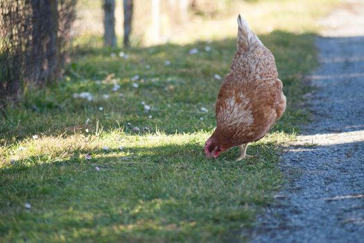 The hen by the road is looking for food. European homemade brown hen. the hen along the road feeds on grass, worms and everything else they have in the grass.