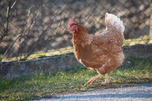 The hen by the road is looking for food. European homemade brown hen. the hen along the road feeds on grass, worms and everything else they have in the grass.