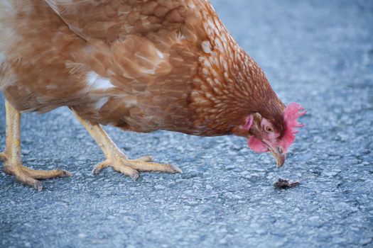 A hen on the road is picking up food. European homemade brown hen. The hen along the road feeds on grass, worms and everything else they have in the grass.