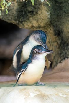 Penguins in the wildlife park in Perth Australia.
