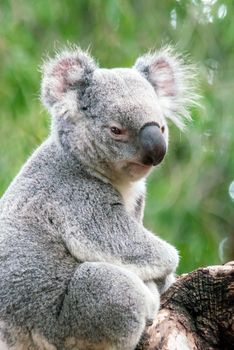 Koala relaxing in a tree in Perth, Australia.