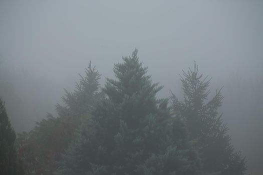 Tree tops for a dark foggy morning. The green peaks of the pine lean toward each other looking like an arrow during a fog.