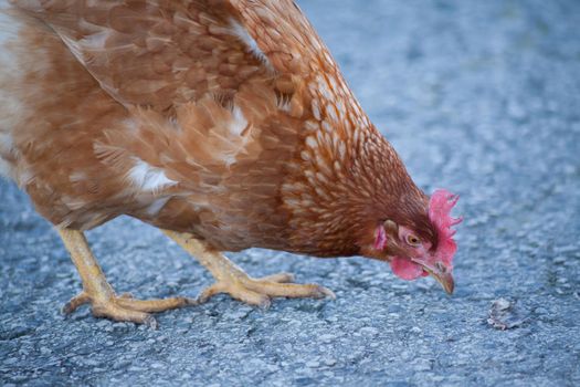 A hen on the road is picking up food. European homemade brown hen. The hen along the road feeds on grass, worms and everything else they have in the grass.