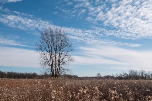 Alone tree against blue sky. Landscape scene of a one tree with blue sky and whites clouds. Sunny winter landscape scene.