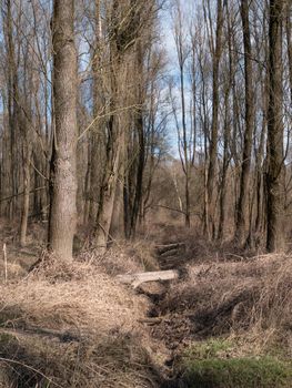 Channel in forest, tree across channel. The tree fell over a small canal and now forms a bridge over the canal. The symmetry of the trees on the other side of the canal. WWD 2020, Podturen, world wetlands day 2020