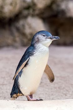 Penguins in the wildlife park in Perth Australia.