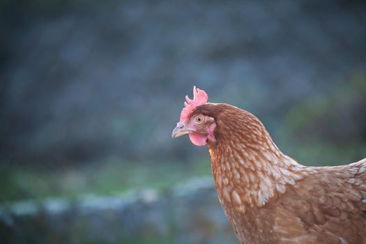 The head of the brown hen. European homemade brown hen. The hen along the road feeds on grass, worms and everything else they have in the grass.