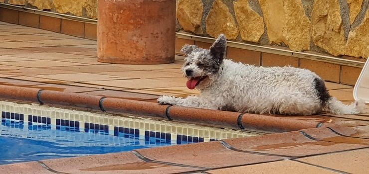dog resting at the edge of the pool after a swim