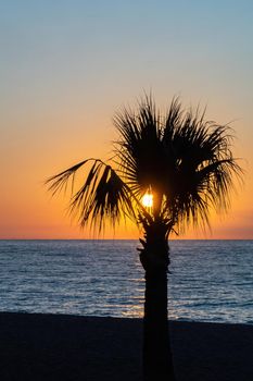 Orange sunrise above the sea with a palm tree at the foreground. Sun hides in the leaves of palm. Copy space.