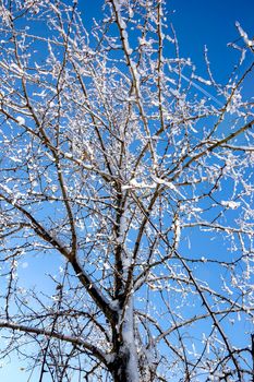 Frozen tree in winter ice at the blue sky. Vertical view