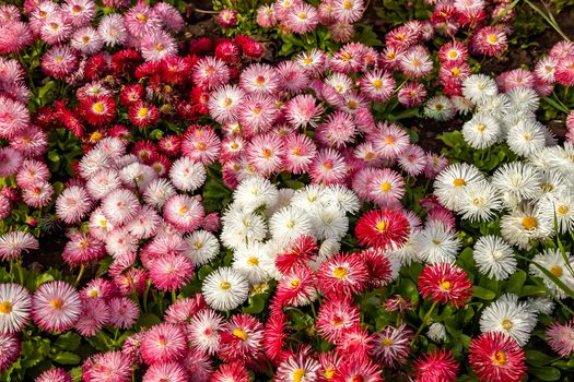 A mix of Common Daisy- Monstrosa. Corsican Bellis Perennis Flower. Top view