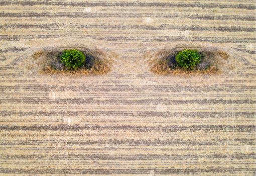 Abstract agriculture composition like earth eyes. Conceptual. Aerial View of harvested Field