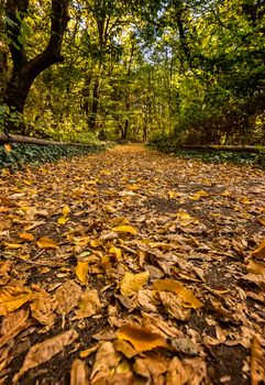 Autumn landscape - park trees and fallen autumn leaves in a park. Selective focus at the foreground.