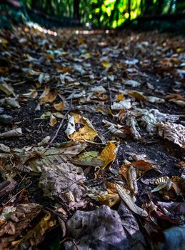 Autumn landscape - park trees and fallen autumn leaves in a park. Selective focus at the foreground.
