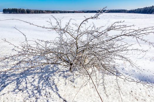 Day view of the beautiful tree in winter and branches covered with Ice.