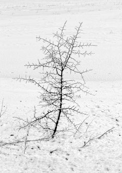 Day view of beauty small tree in winter and branches covered with Ice..Vertical view