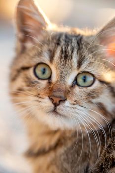 Portrait of a cute small cat. Close up