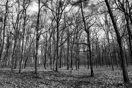 Autumn forest with trees without leaves, black and white photo