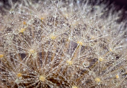 Dandelion head in morning dew. Close