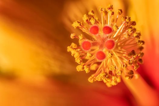 Stunning macro of red Hibiscus stamens with copy space. Floral detail. 