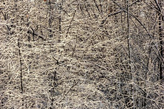 Fairy winter ice forest. Wintertime. Beautiful winter background with ice.