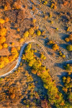 aerial top view from drone of park autumn landscape with trees, colorful lawn, and walking path. Vertical view