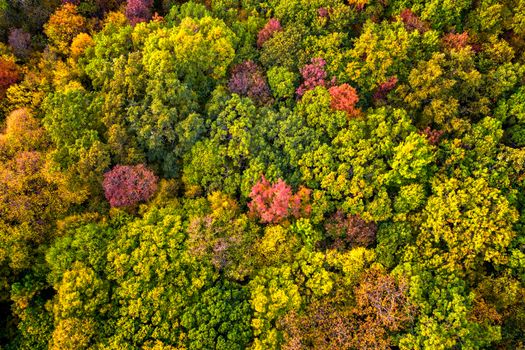 Autumn color forest. Aerial view from a drone over colorful autumn trees in the forest.