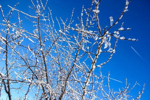 Frozen tree branches in winter ice at the blue sky.