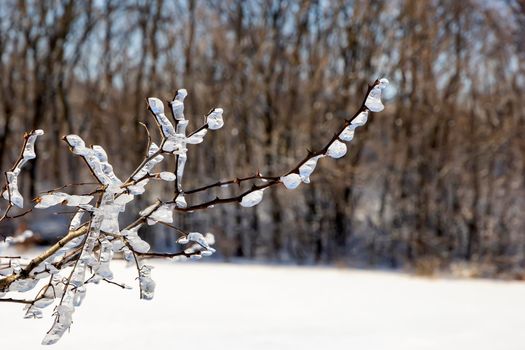 Frozen tree branches in winter ice.