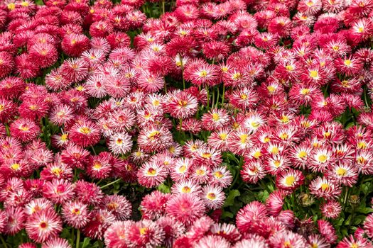 A carpet of beautiful Common Daisy- Monstrosa. Corsican Bellis Perennis Flower