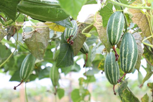 green colored pointed gourd on tree in farm for harvest