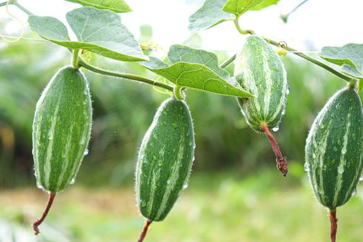 green colored pointed gourd on tree in farm for harvest