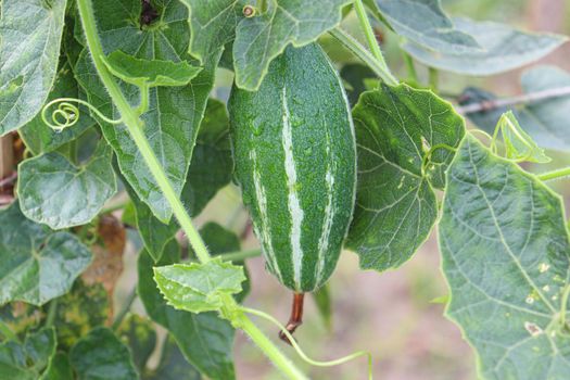 green colored pointed gourd on tree in farm for harvest