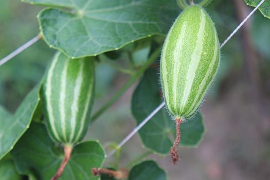 green colored pointed gourd on tree in farm for harvest