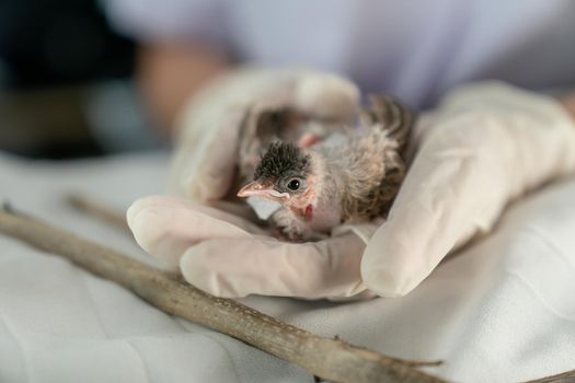 Close up of veterinarians hands in surgical gloves holding small bird, after attacked and injured by a cat.