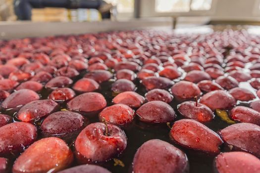 washing red apples in large quantities for further transfer to the packaging line, close-up