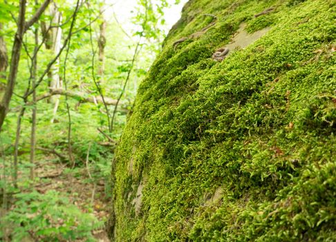 Moss-covered cobblestone in the green forest. Sochi, Lazarevskoe, Berendeevo Tsarstvo, Russia