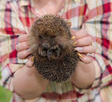 hedgehog, mammals small animal hides in herbaceous plants
