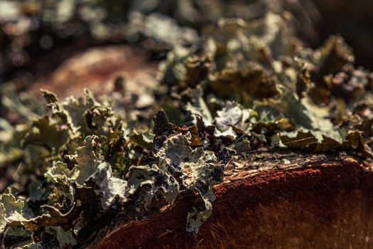 Moss covered wood bark macro close up, macro photo moss.