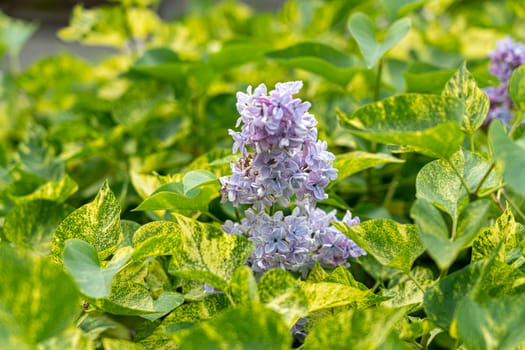 blooming lilac bushes in the garden close-up as a background. photo