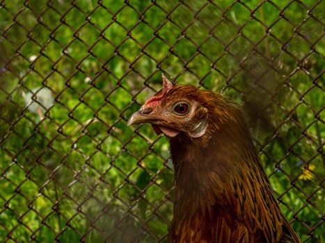 Brown chicken looking around in cage